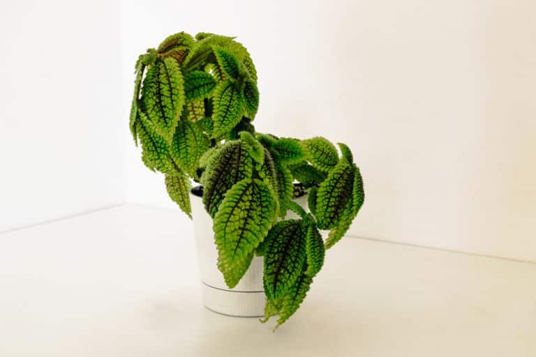 Moon Valley Friendship Plant Care Everything You Need to Know