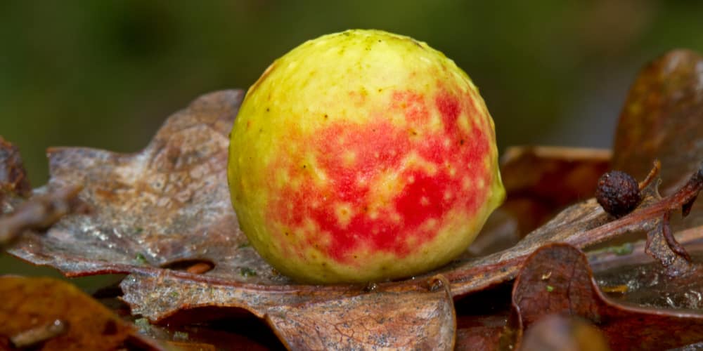 How to Get Rid of Oak Galls