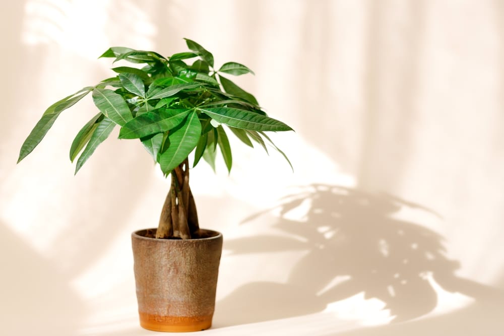 money tree leaves turning yellow