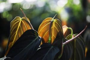 Philodendron Gigas