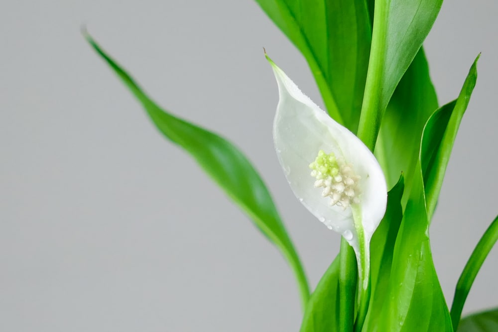 Peace Lily Varieties