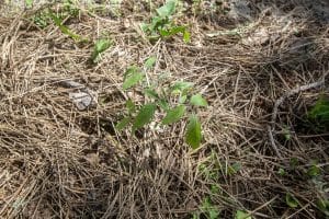 Pine needles as mulch for tomatoes