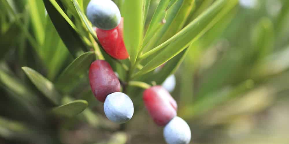 Podocarpus Maki care