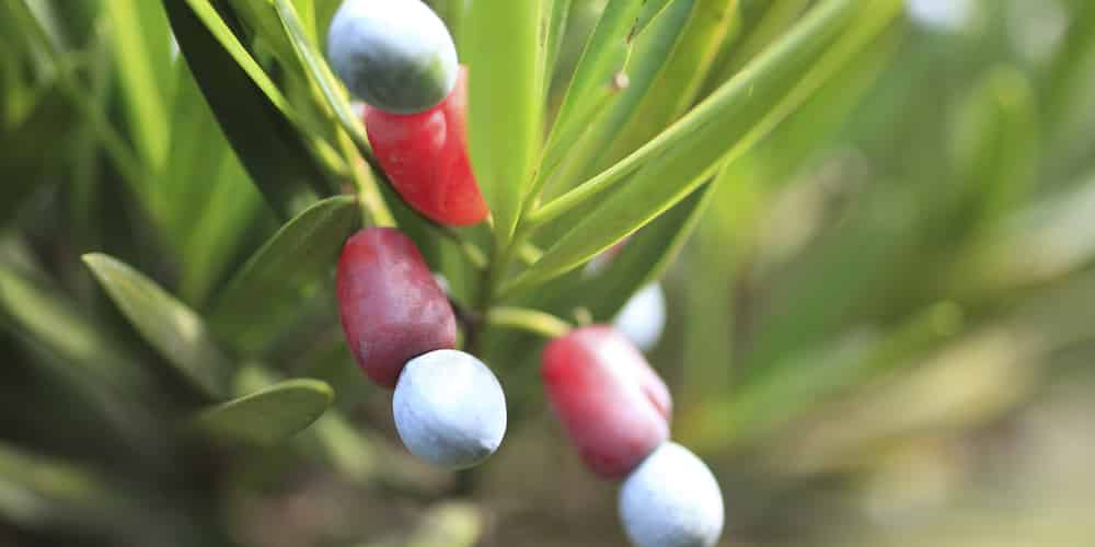 podocarpus