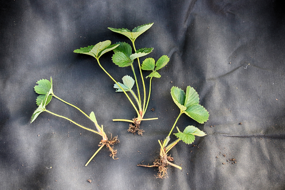 Rooting strawberry runners in water