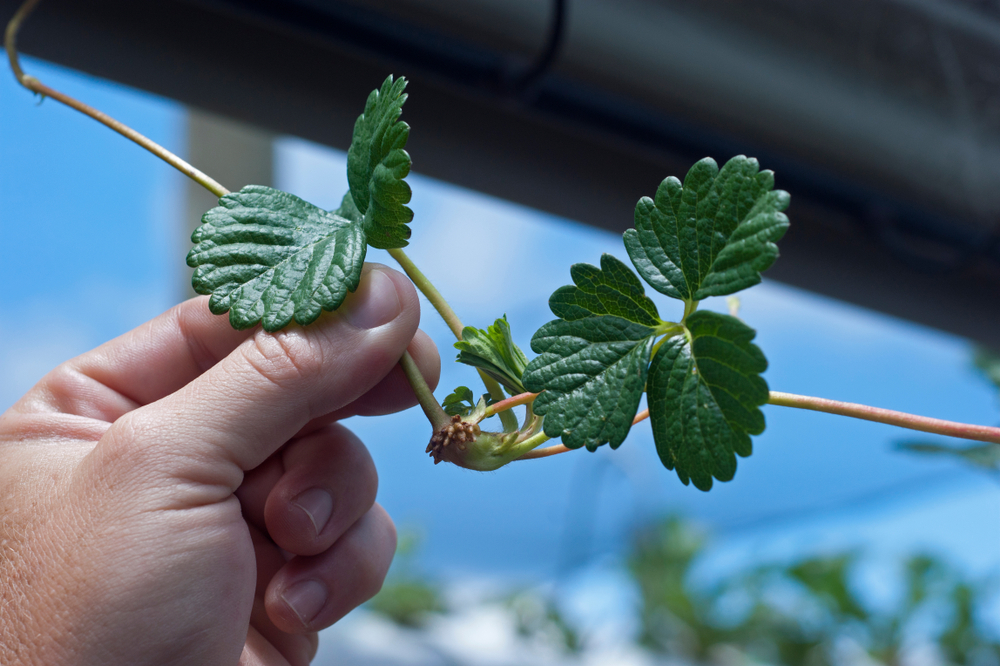 Rooting strawberry runners in water