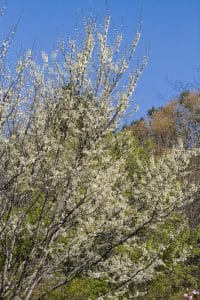 Royal White Redbud