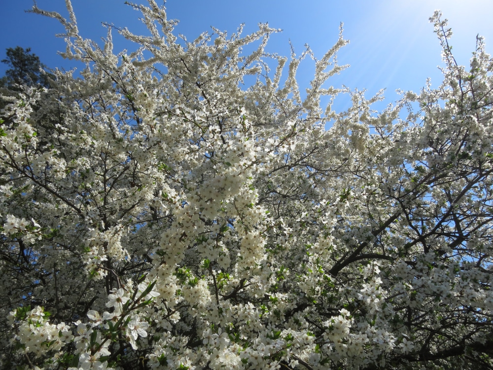 Royal White Redbud