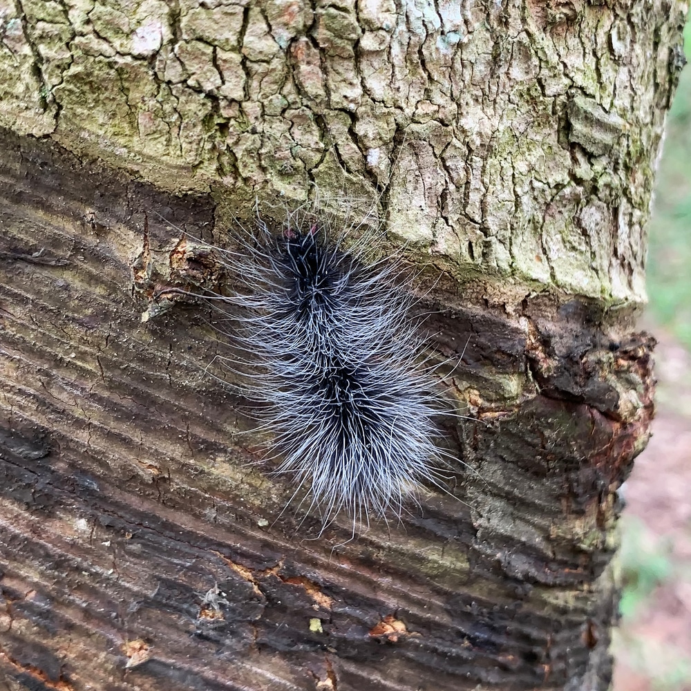 Wooly White Caterpillar