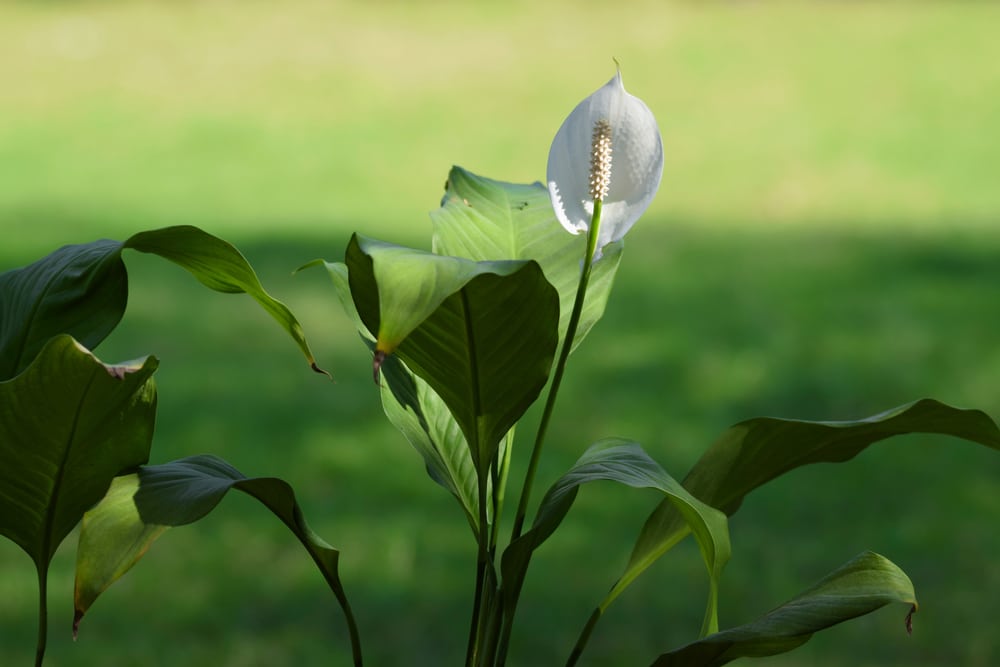 Peace Lily Meaning