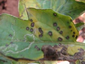 White Spots on Tomatoes