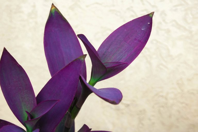 Setcreasea Purple Queen Care Everything You Need to Know