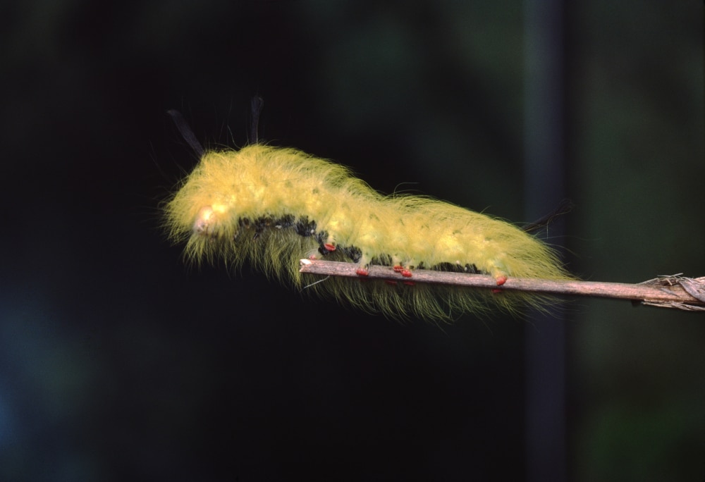 Wooly White Caterpillar