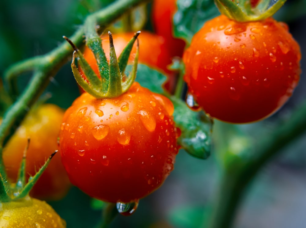 Can You Plant Two Tomato Plants Together