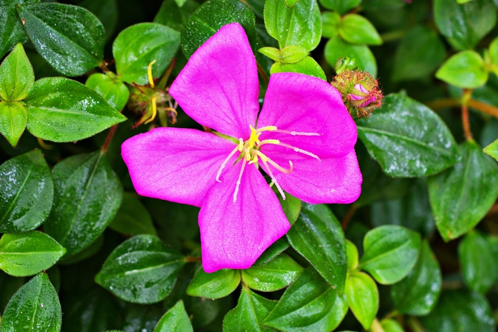 Tibouchina Tree