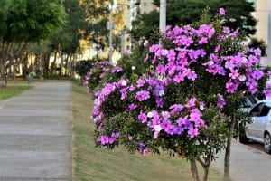 Tibouchina Tree