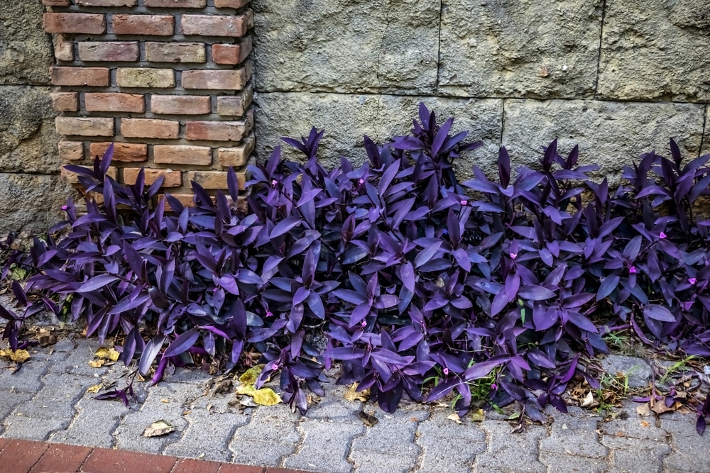 Tradescantia Pallida