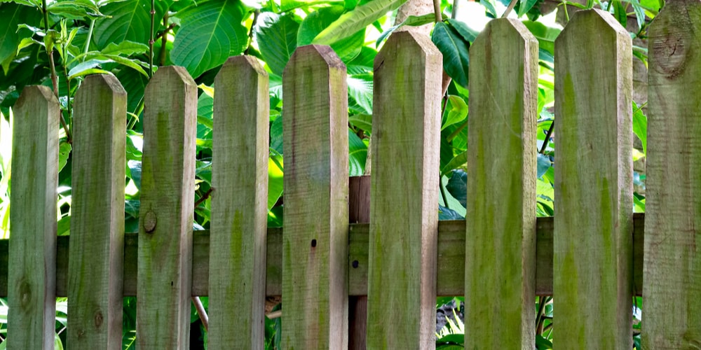 Algae on fence removal