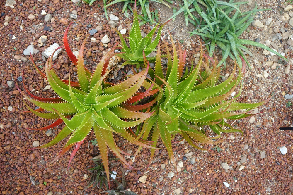 aloe plant falling over