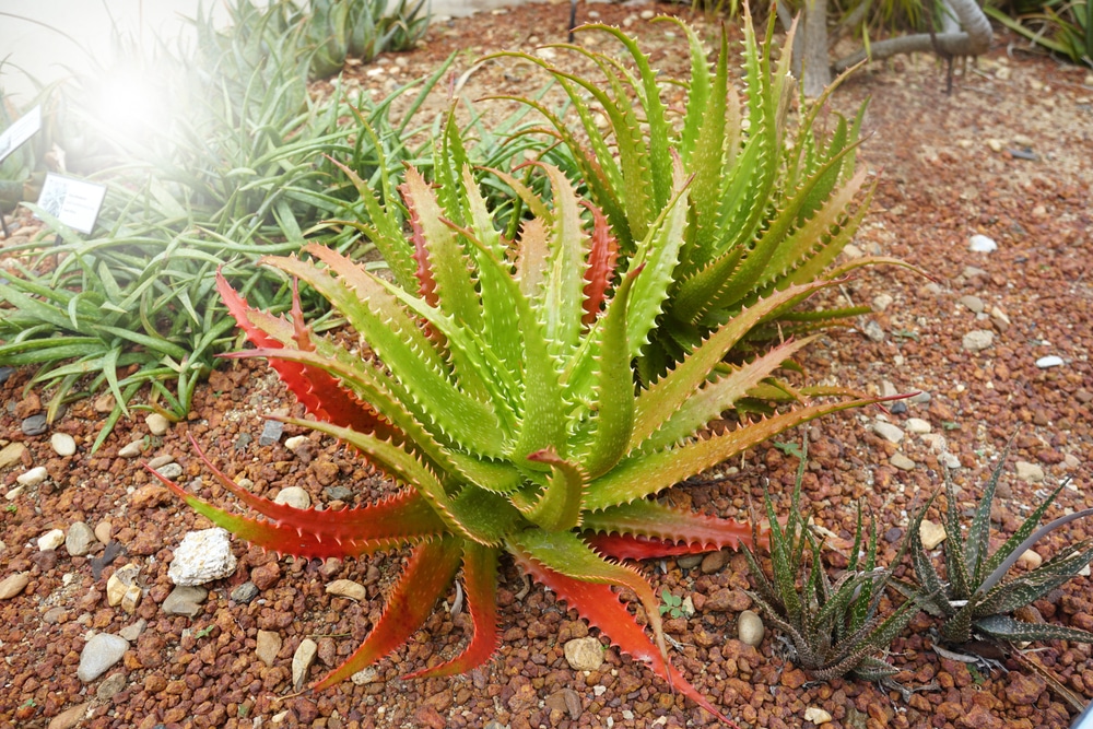 aloe plant turning red