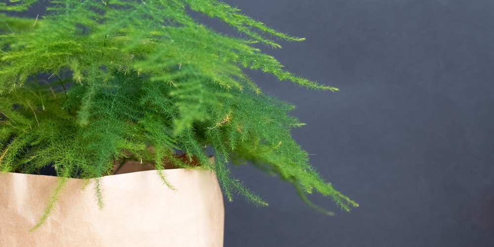 How to Trim Asparagus Fern