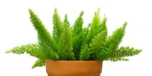 Plants That Look Like Asparagus