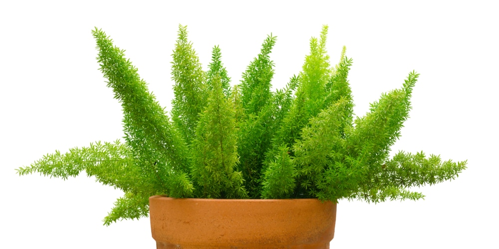 How to Trim Asparagus Fern