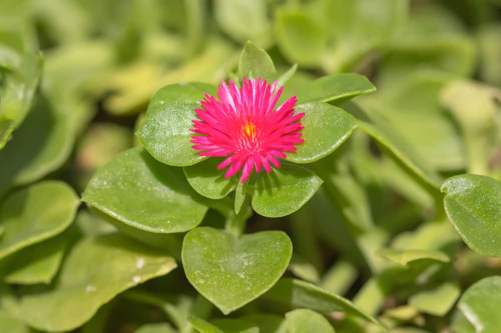 Red Apple Ice Plant