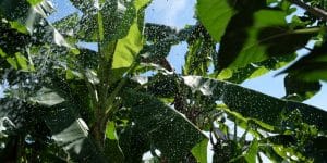 Banana Trees in Arizona