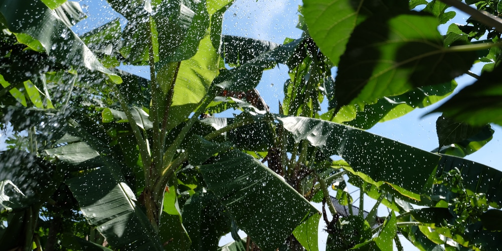 overwatered banana plant