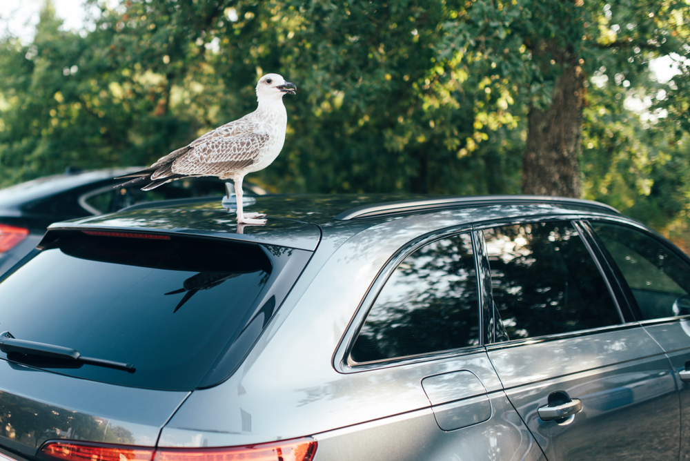 how to keep birds off car