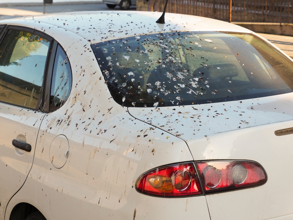 how to keep birds off car