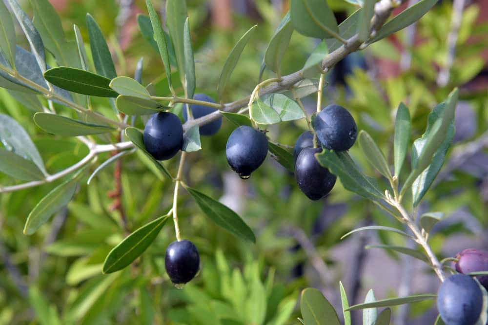 black olive tree