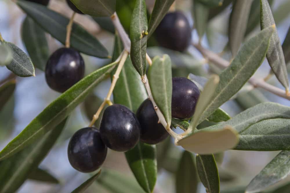 Olive Trees in California 