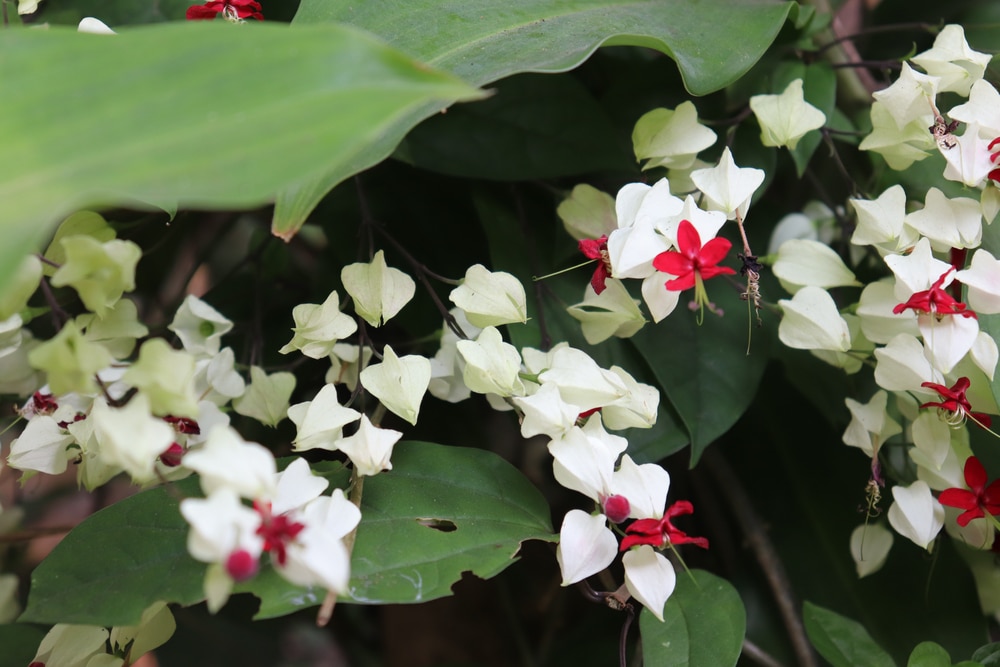 bleeding heart vine