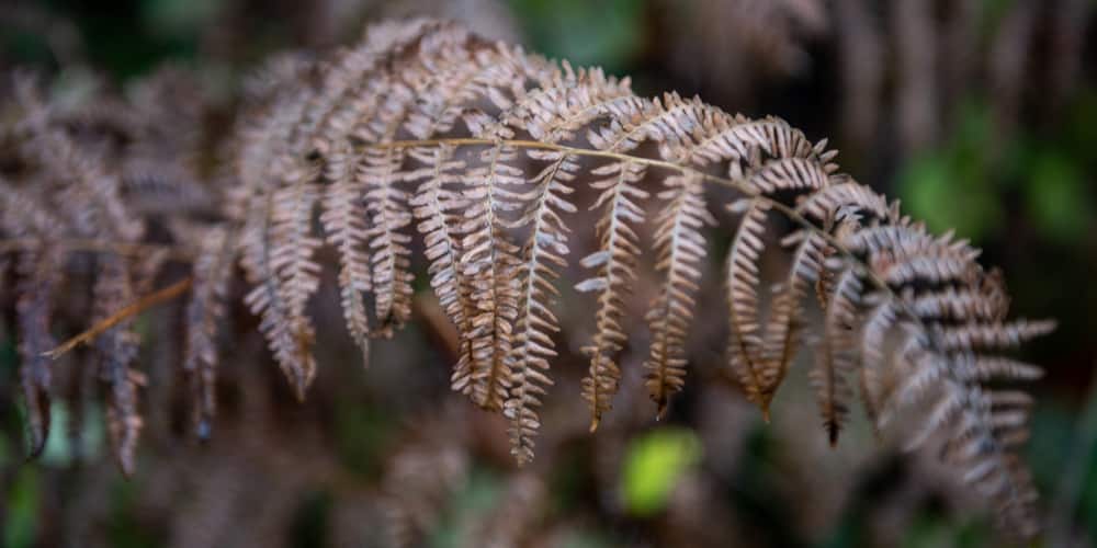 boston fern turning brown