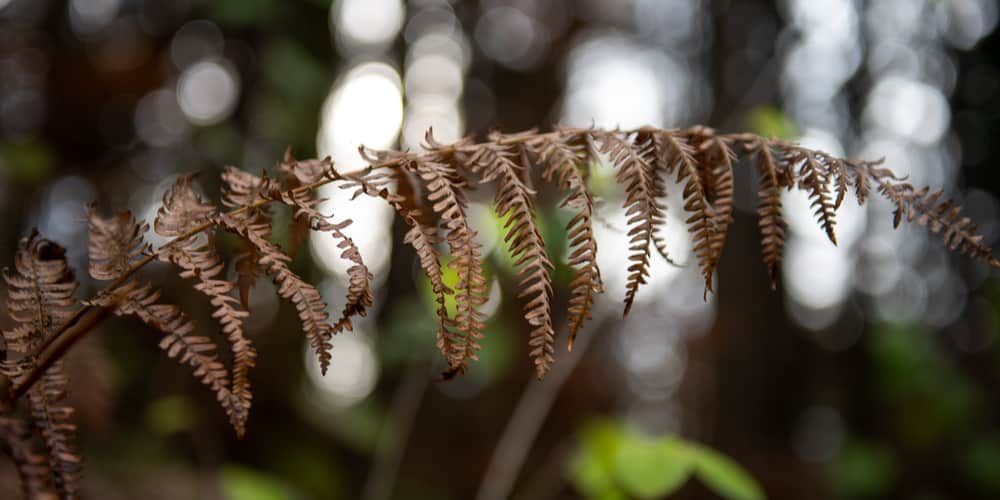 boston fern turning brown