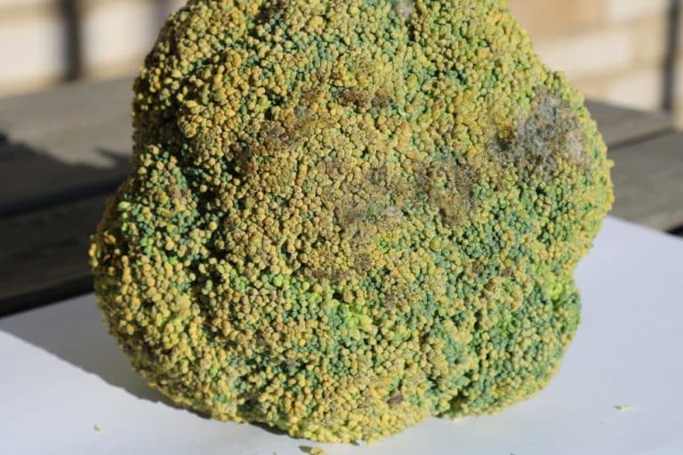 Broccoli Turning Brown: Common Causes – GFL Outdoors
