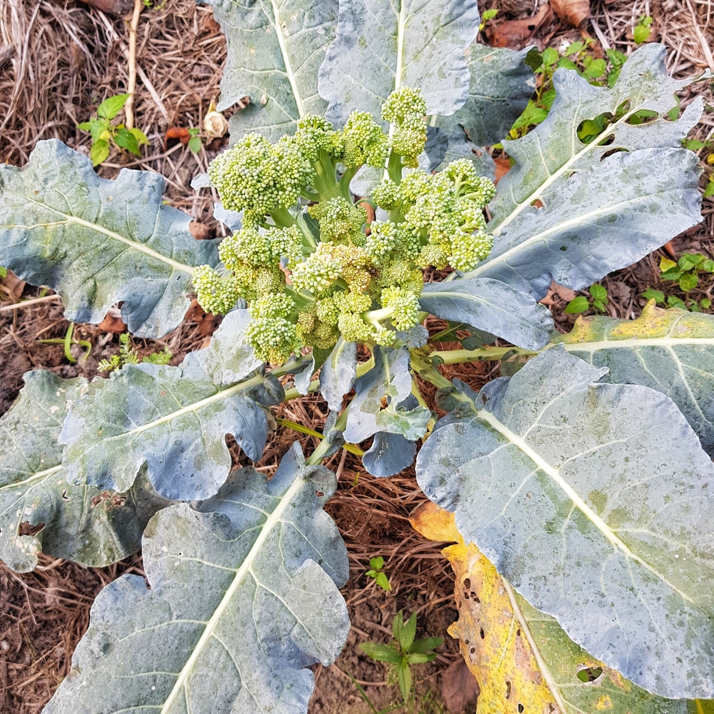 broccoli turning brown