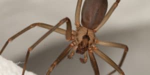 Brown Recluse vs. Wolf Spider