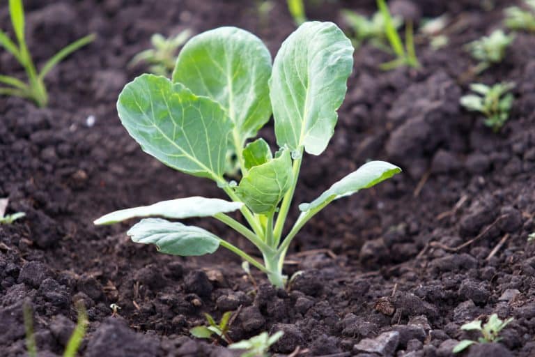 Brussel Sprouts Growing Stages Growth and Care Guide