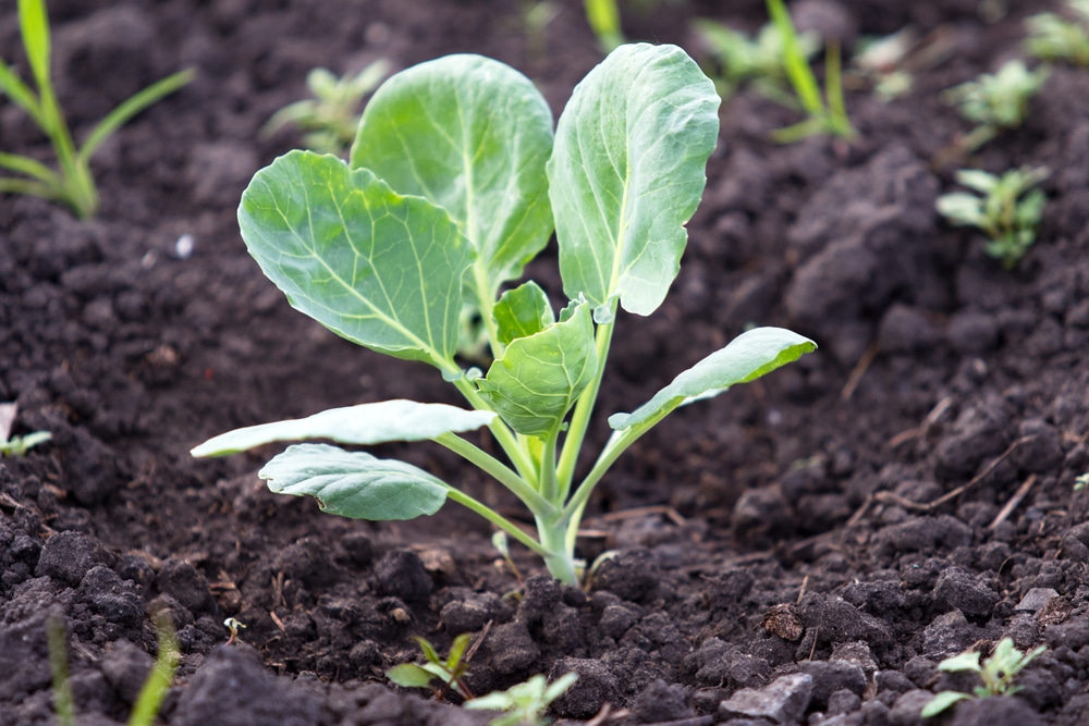 brussel sprouts growing stages