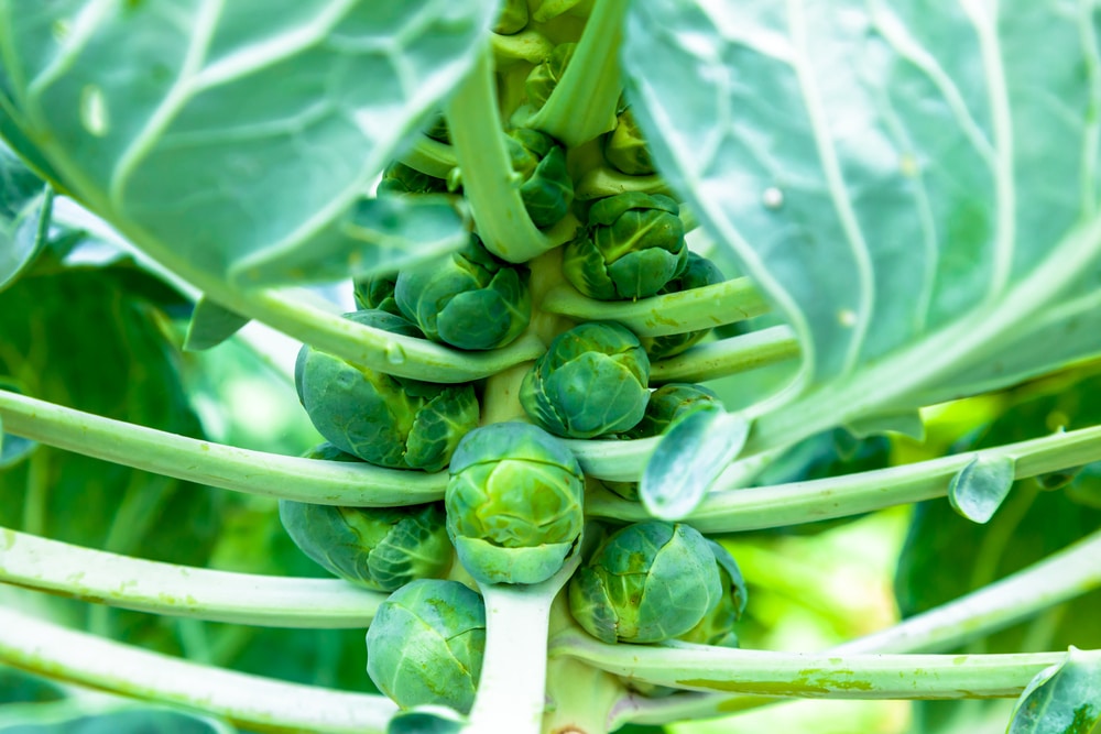 brussel sprouts growing stages