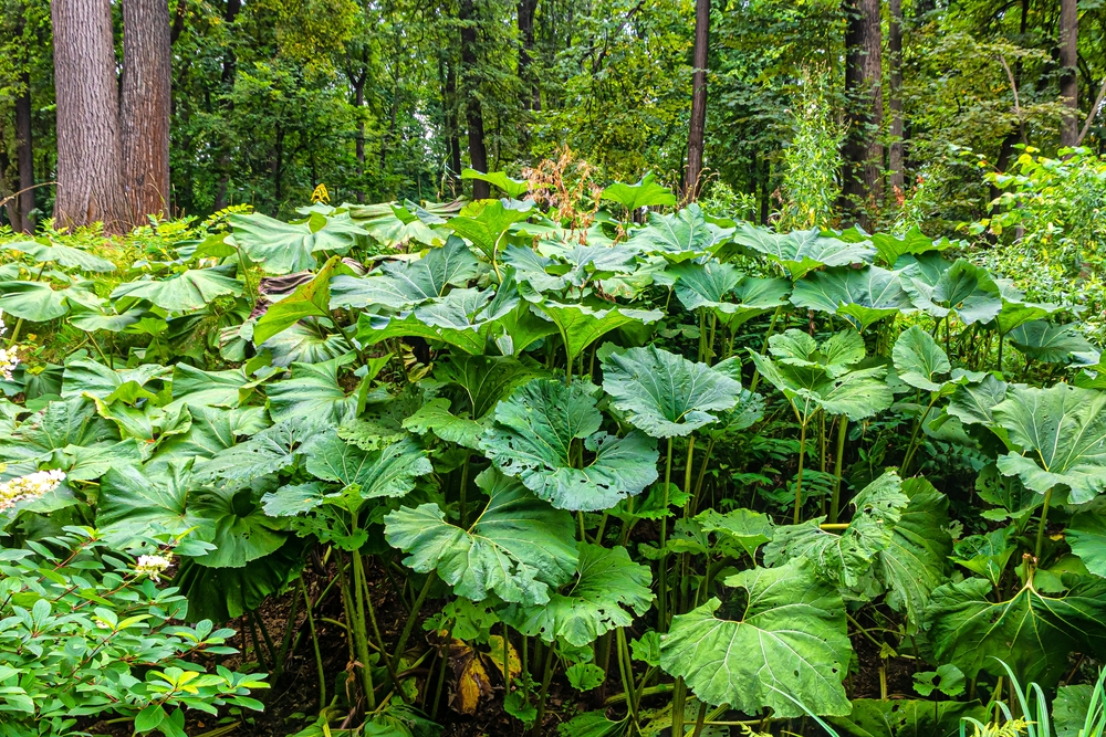 weed that looks like rhubarb