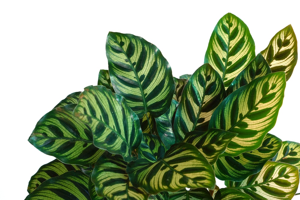 calathea peacock plant