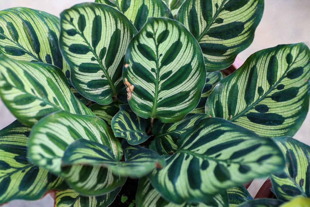 calathea peacock plant