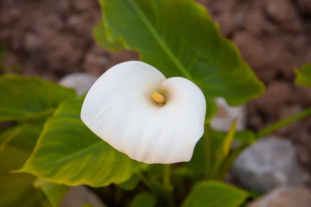 calla lily leaves drooping