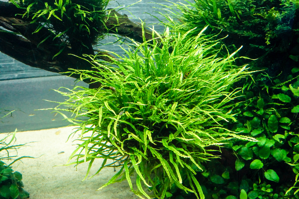 can java fern grow out of water