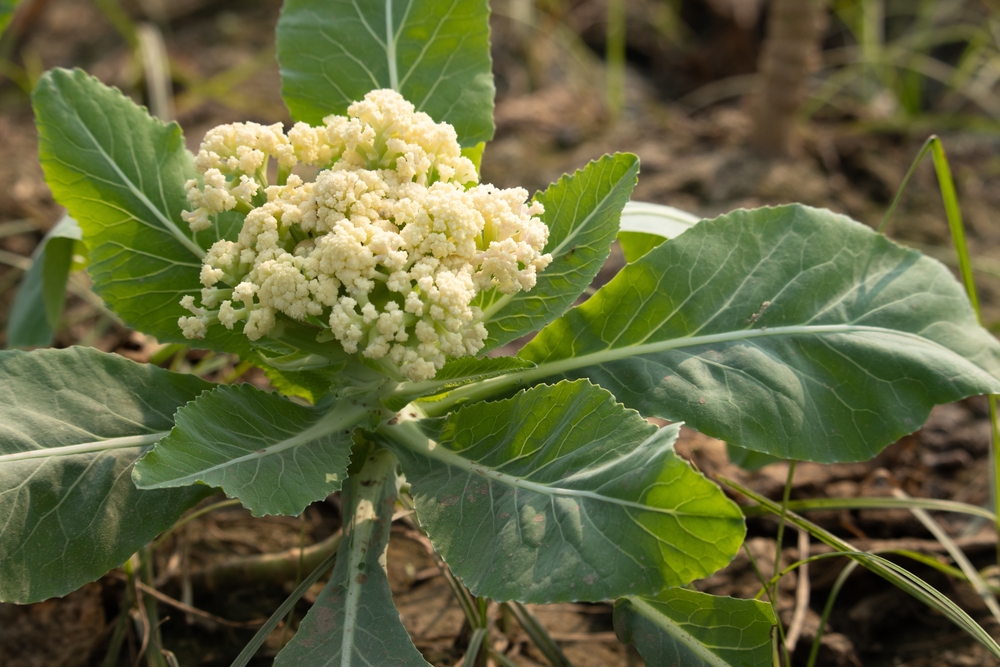 cauliflower leaves turning yellow