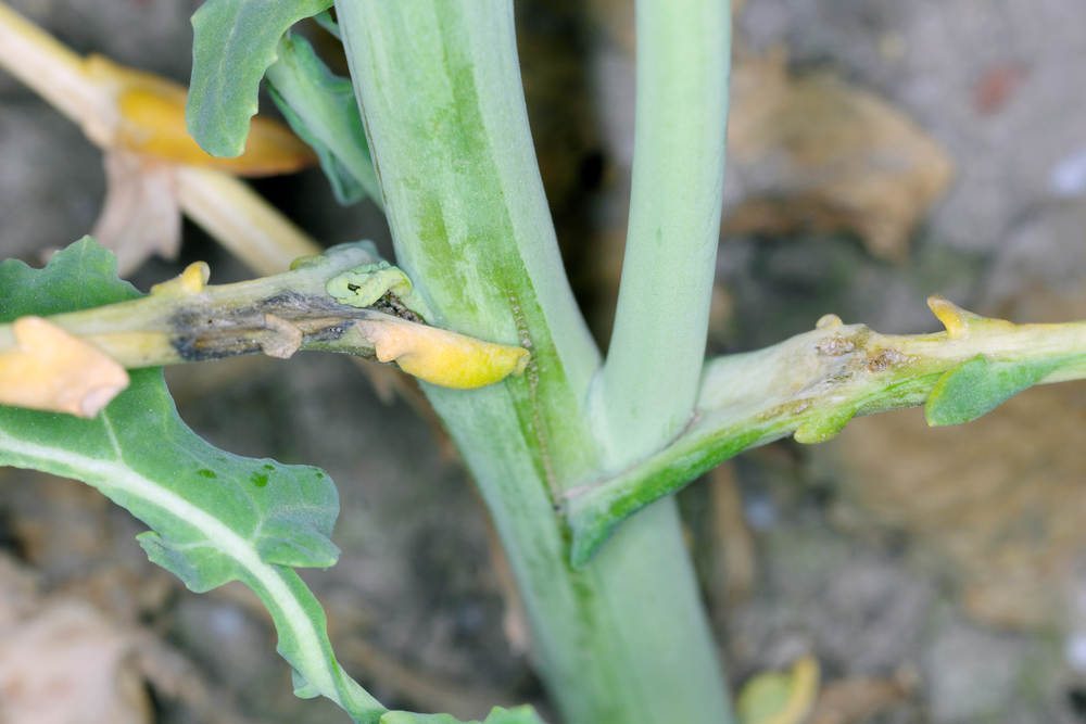 cauliflower leaves turning yellow